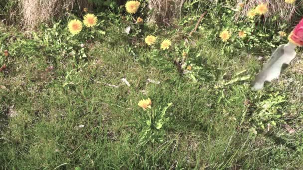 Özel Teçhizat Karahindiba Çiçekleriyle Topraktan Çıkarılma Görüntüsü Sveç — Stok video