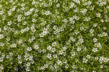 Küçük beyaz çiçeklerin güzel doğal desenleri. İsveç. 