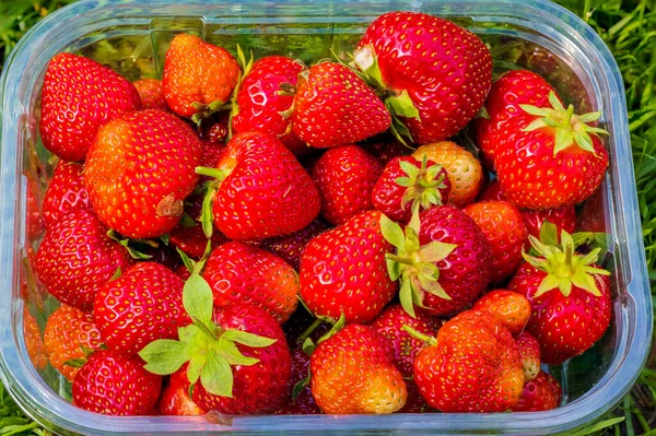 Close View Plastic Box Red Strawberries — Stockfoto