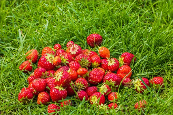 Close View Picked Red Strawberry Lying Green Lawn Garden Sweden — Stockfoto