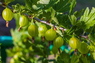 Bahçe bahçesindeki güzel yeşil bektaşi üzümü manzarası. 