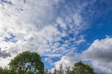 Güzel mavi gökyüzü manzarası, yaz günü orman ağaçlarının tepesinde beyaz bulutlar..