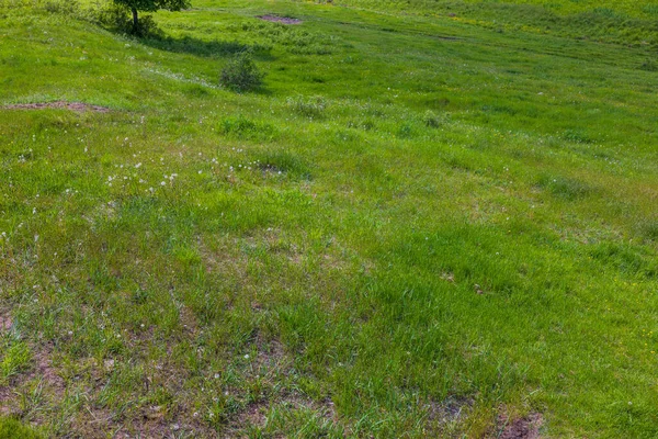 Beautiful View Green Meadow Summer Sunny Day Hilly Area — Stock Photo, Image