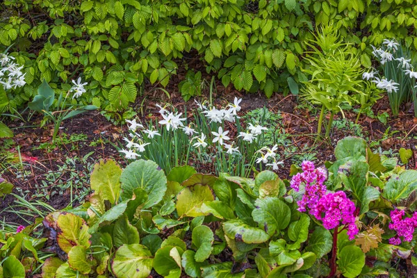 Krásný Výhled Jarní Květiny Rostoucí Záhonu — Stock fotografie