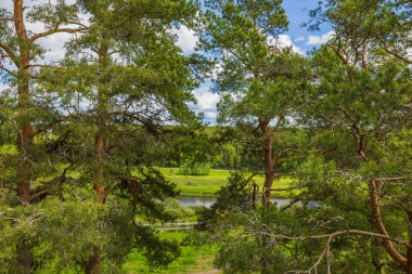 Çam ağaçlarının dalları arasında nehir bulunan güzel bir orman manzarası. İsveç.
