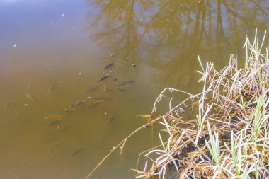 Güneşli bir günde göletteki beyaz balık manzarasını kapat. İsveç.