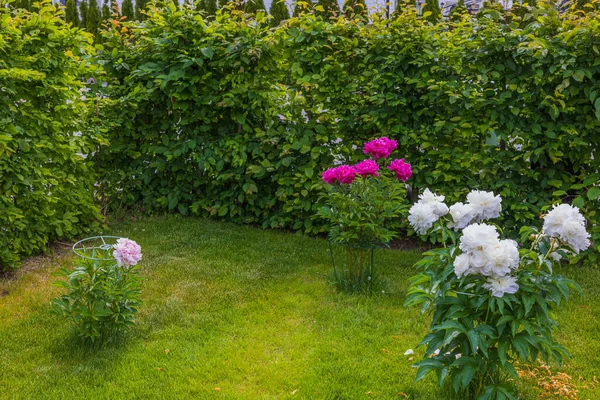 Krásný Výhled Zahradní Pozemek Bílými Růžovými Pivoňkovými Květy Proti Zelené — Stock fotografie