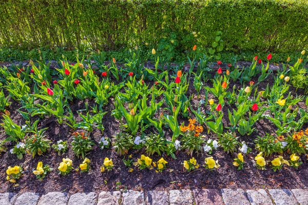 Krásný Výhled Žluté Červené Tulipány Záhonu Květin Parku Švédsko — Stock fotografie