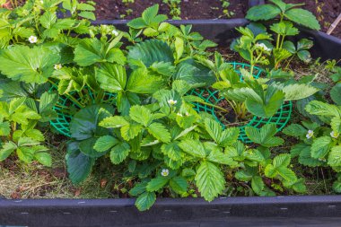Çilek fidanlarının açtığı manzarayı kapat. Bahçe konsepti. 