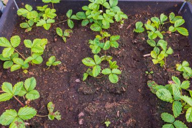 Koyu toprak arka planındaki genç çilek bitkilerinin yakın görüntüsü. 