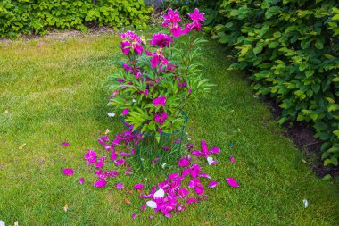 Güzel soluk mor şakayık manzarası ve çimlerin üzerine düşen yapraklar..