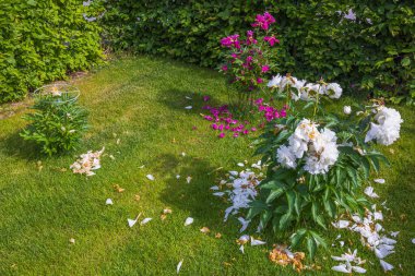 Güzel solmuş mor ve beyaz şakayık çiçekleri çimlerin üzerine düşmüş yapraklar.