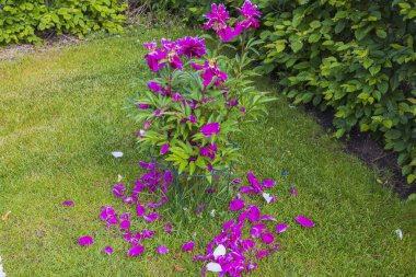 Beyaz şakayık çiçekli bahçe manzarası. 