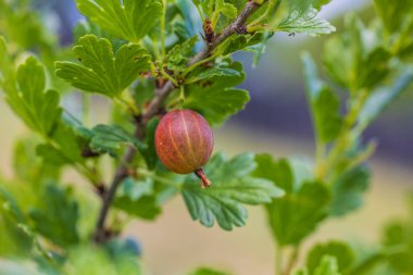 Dal üzerinde olgun kırmızı bektaşi üzümünün Macro görüntüsü.
