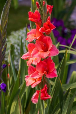 Yeşil yaprakların arka planında izole edilmiş muhteşem pembe gladiolus çiçeği. İsveç.