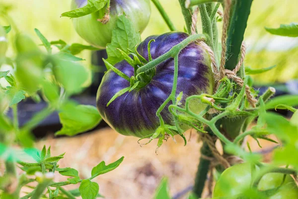 Macro view of black tomatoes fruits. Gardening in greenhouse concept. Sweden.