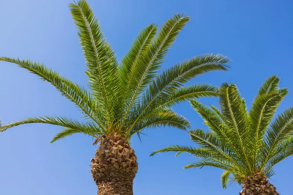 Schöne Aussicht Auf Palmen Vor Blauem Himmel — Stockfoto