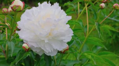 Yeşil çimenlikteki beyaz şakayık çalısı manzarası. İsveç.