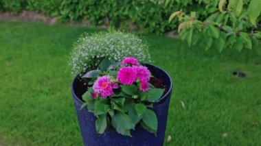 Bahçedeki saksıda büyüyen renkli çiçeklerin güzel bir kompozisyonu. İsveç.