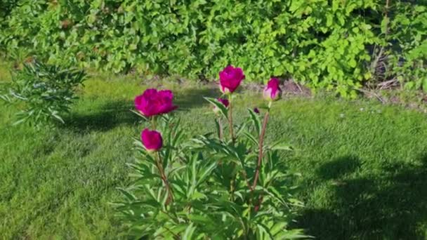 Piękny Widok Działkę Czerwonymi Kwiatami Piwonii Przed Zielonym Trawnikiem Żywopłotem — Wideo stockowe