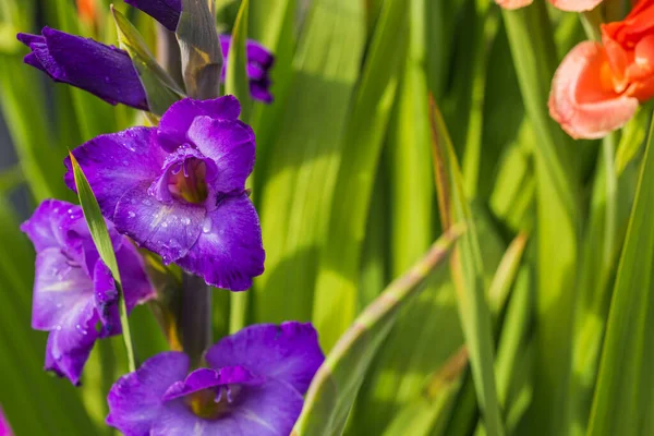 Close View Gorgeous View Purple Gladiolus Flowers Bit Orange Gladiolus — Fotografia de Stock