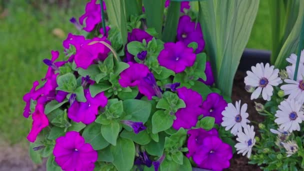 Close View Blooming Pink Petunias White Daisy Flowers Beautiful Nature — Vídeo de Stock
