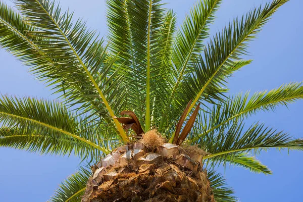 Vista Perto Das Ananas Formadas Topo Palmeira Isolada Fundo Céu — Fotografia de Stock