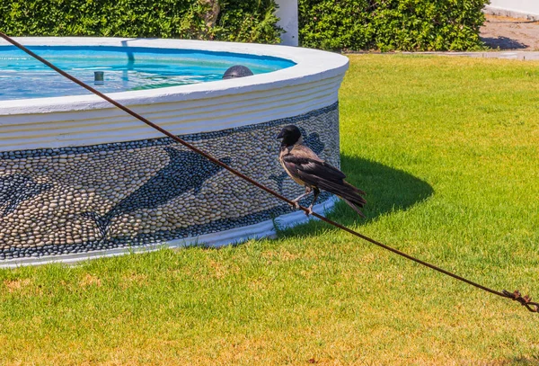 Close View Black Crow Metal Cable Outdoor Fontaine Hot Summer — стоковое фото