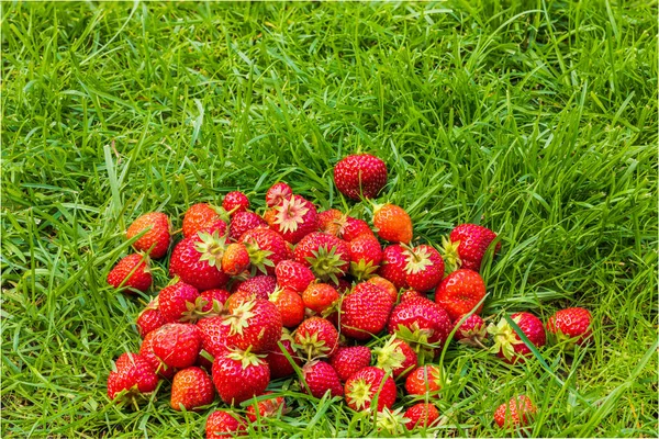 Close View Picked Red Strawberry Lying Grass Garden — Stockfoto