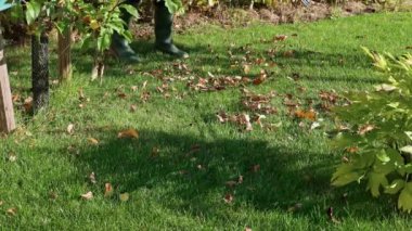 Beautiful view of man cleaning grass in garden from fallen leaves with rake. Autumn season concept background. Sweden.
