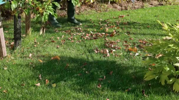 Beautiful View Man Cleaning Grass Garden Fallen Leaves Rake Autumn — Stockvideo