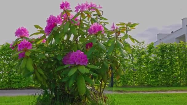 Beautiful View Flowering Rhododendron Bush Green Lawn Sweden — 비디오
