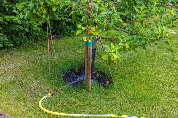 Beautiful view of irrigation hose on green grass lawn watering apple tree. 