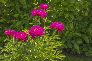Yeşil çimlere karşı pembe şakayık çiçekleri olan bahçenin yakın görüntüsü. İsveç.