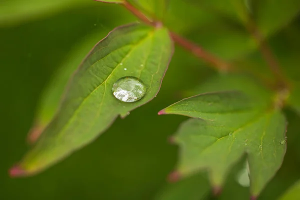 Makro Widok Kropel Deszczu Zielonych Liściach Piwonii — Zdjęcie stockowe