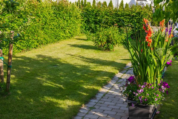 Beautiful Garden View Flower Beds Filled Gladiolus Petunias Other Flowers — Foto Stock