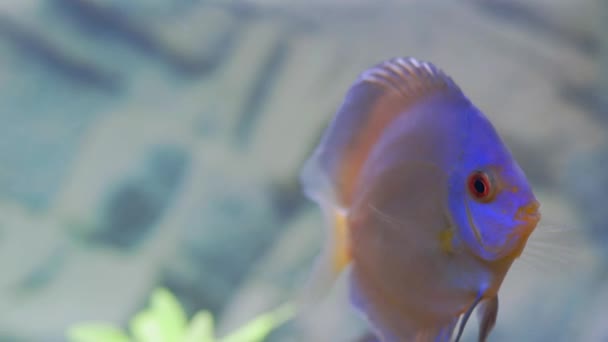 水族館での青いダイヤモンドディスク魚のシクリッドスイミングのビューを閉じます 熱帯魚 趣味の概念 スウェーデン — ストック動画