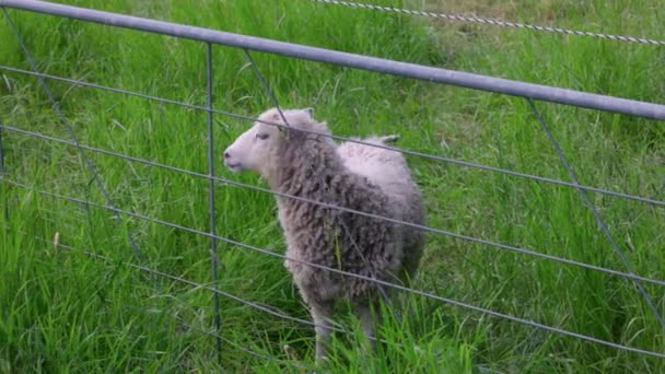 Close View White Sheep Green Pasture Beautiful Summer Day Sweden — Vídeo de Stock