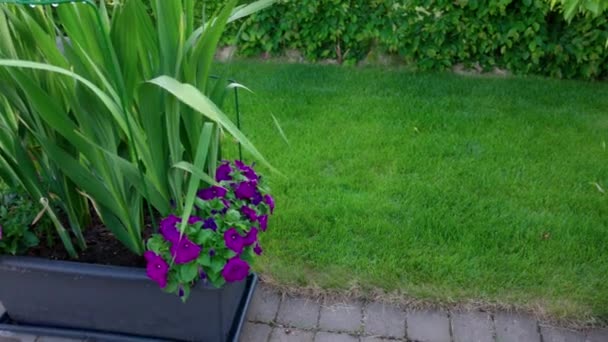 Prachtig Uitzicht Tuin Met Gladiolen Bloembed Bloempotten Warme Zonnige Zomerdag — Stockvideo