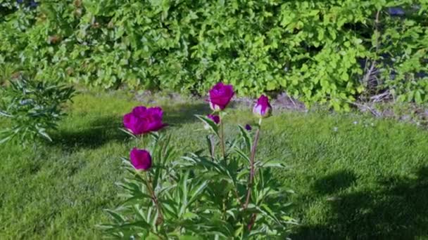 Close Widok Ogród Różowymi Kwiatami Piwonii — Wideo stockowe