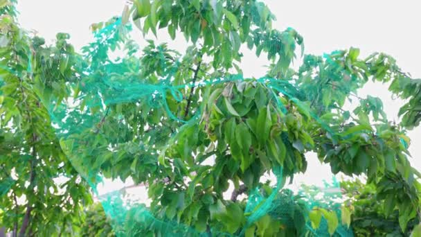 Крупним Планом Вид Вишневе Дерево Покрите Птахами Зеленою Сіткою — стокове відео