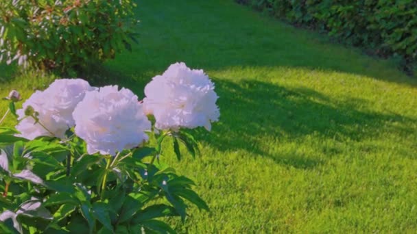 Beautiful View Blooming White Peony Bush Green Lawn Sweden — Wideo stockowe