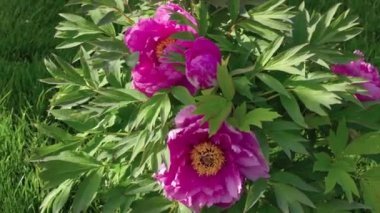 Close up view of flowering peony bush on green lawn with sun reflections. Sweden.