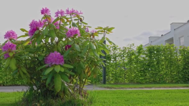 Close View Flowering Rhododendron Bush Green Lawn Sweden — Αρχείο Βίντεο
