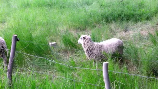 View White Sheep Green Pasture Beautiful Summer Day Sweden — Video