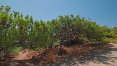 Beautiful view of dwarf mountain pine on rocky coast of Mediterranean sea. Greece.