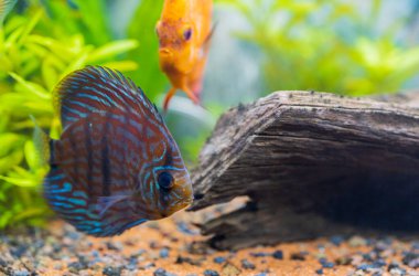 Beautiful view of tiger leopard discus aquarium fish. Hobby concept. Sweden.