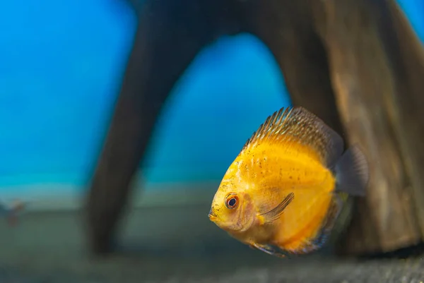 Beautiful View Golden Checkerboard Discus Aquarium Fish Hobby Concept Sweden — Fotografia de Stock