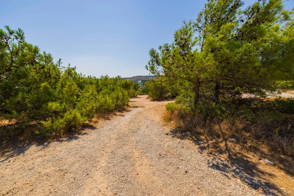 Beautiful view of nature with rock road in mountains between dwarf mountain pines. Greece.