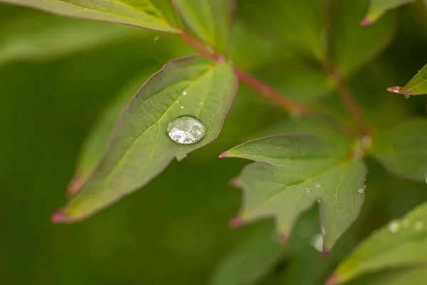 Makro Syn Regndroppar Gröna Pion Blad — Stockfoto